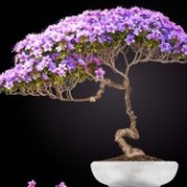 Bonsai - Gói trọn thiên nhiên trong chậu nhỏ